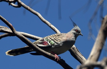 Crested pigeon